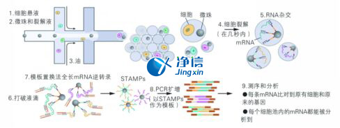 中國人自己的單細胞測序儀來了！,Drop-seq