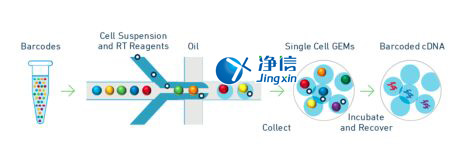 中國人自己的單細胞測序儀來了！,Drop-seq