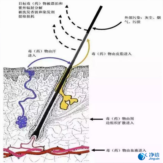  毛發毒品檢測儀檢測腿毛竟可以測出吸毒?做了全身脫毛也可以？